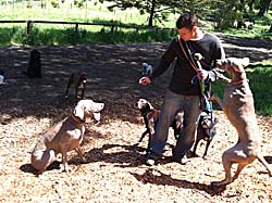 Dog Trainer in San Francisco